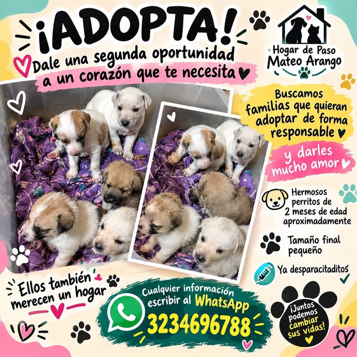 Adopta cachorros en Manizales - Busca hogar definitivo 