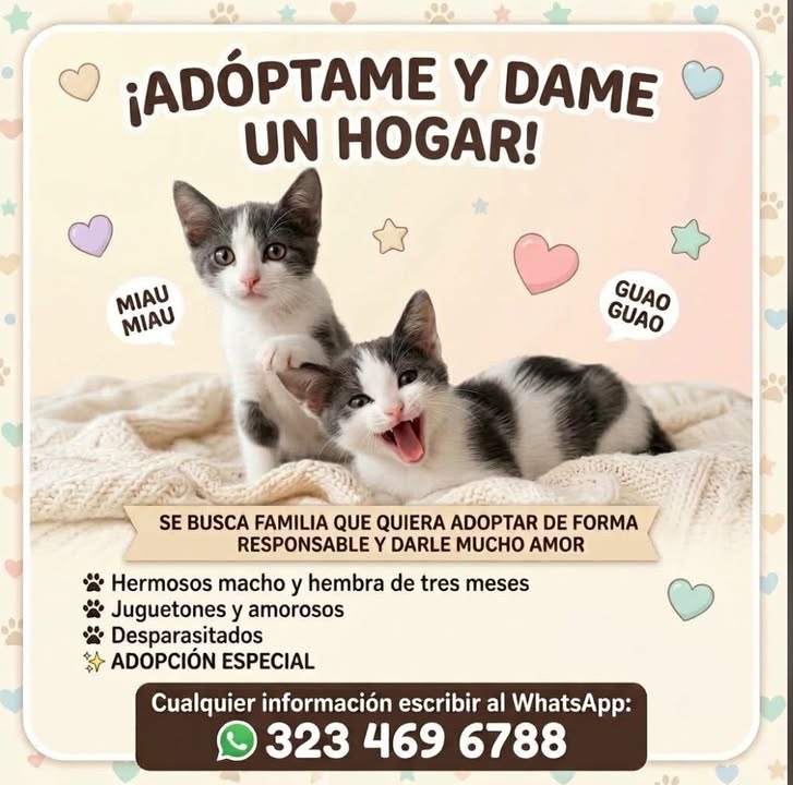 Gatitos en adopción responsable en Manizales 