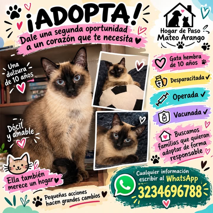 Gato siamés busca hogar en Manizales 