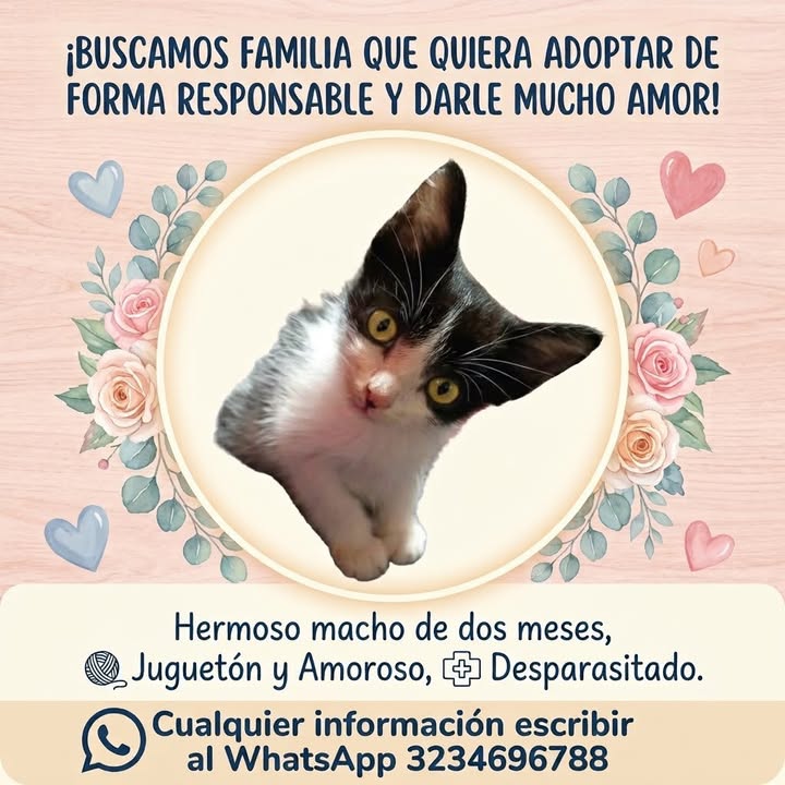 Gatito Macho de Dos Meses Busca Hogar en Manizales 