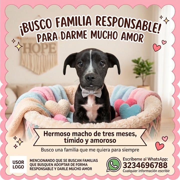 Busca familia responsable para adoptar un perro tierno y mimoso en Manizales 