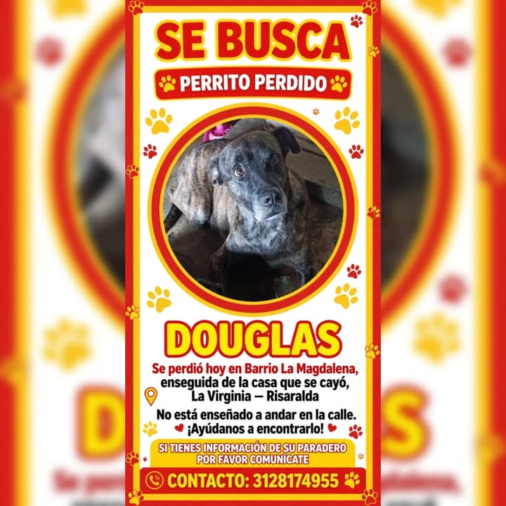 Perrito perdido en La Virginia, Risaralda 