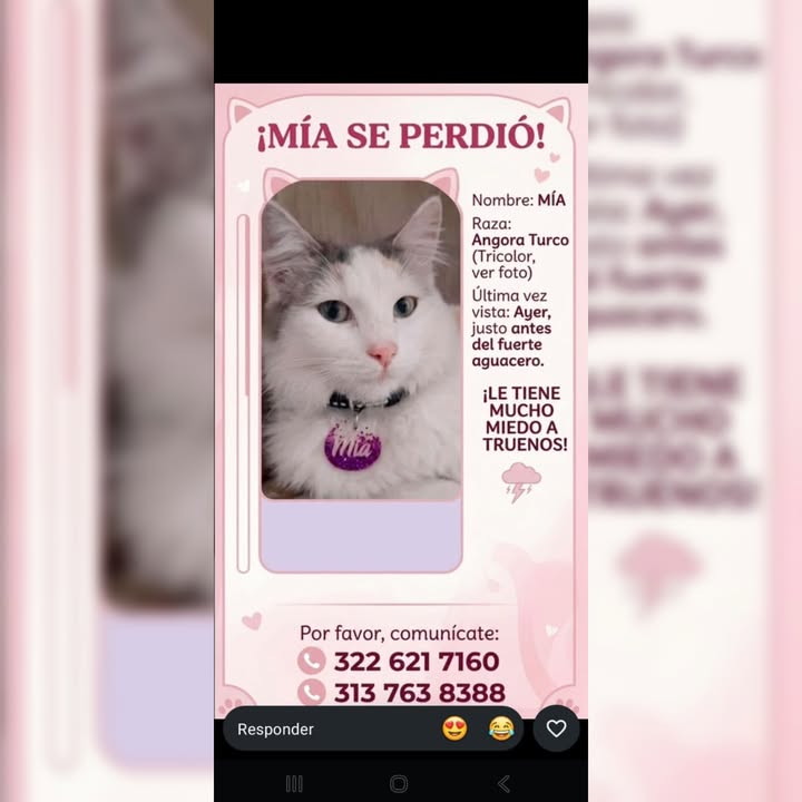 Gato perdido en La Virginia, Risaralda 