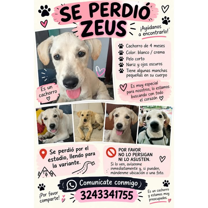 Se perdió Zeus, cachorro de 4 meses en La Virginia 