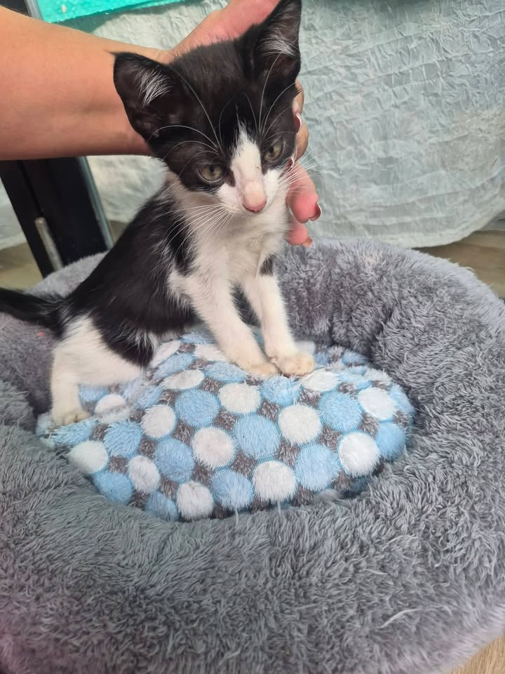 Gato en adopción en Bogota 