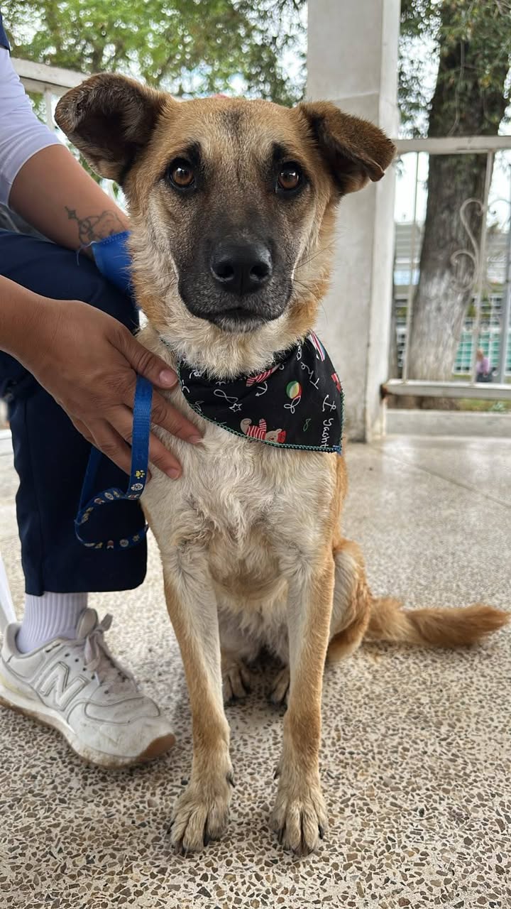 Perro perdido en Neira, Caldas 