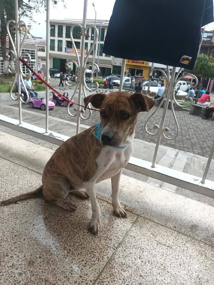 Perro perdido en Neira, Caldas 