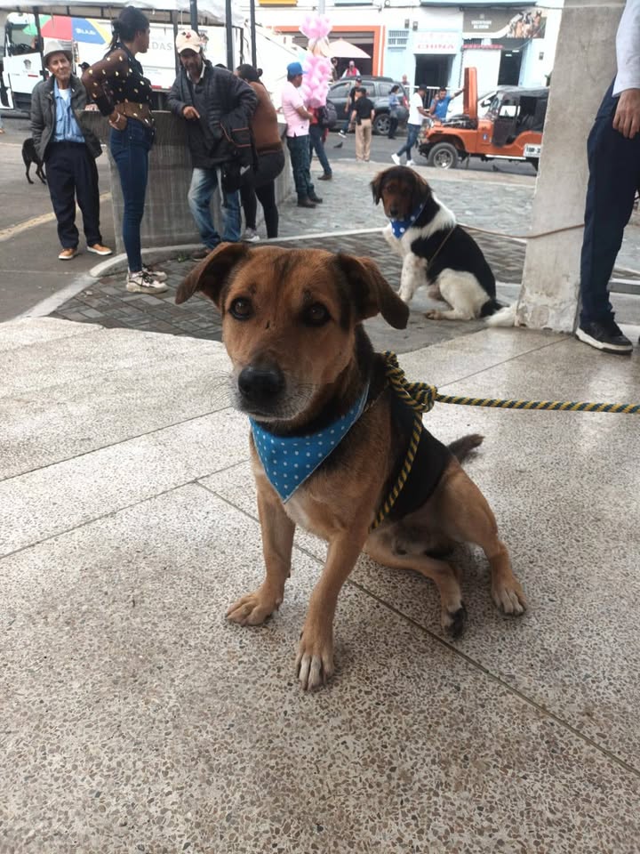 Perro perdido en Neira, Caldas 