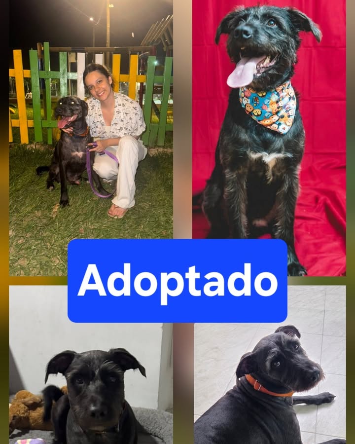 Perro adulto grande en adopción en Armenia, Quindío 