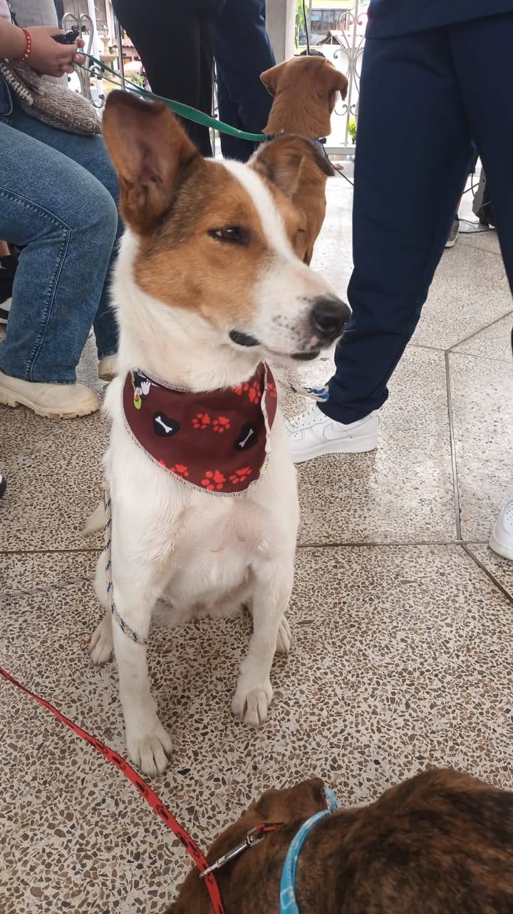 Niño precioso en adopción en Neira, Caldas 
