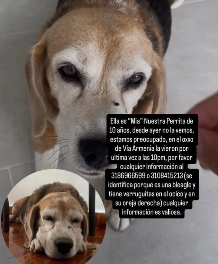 Perra Beagle perdida en Pereira 