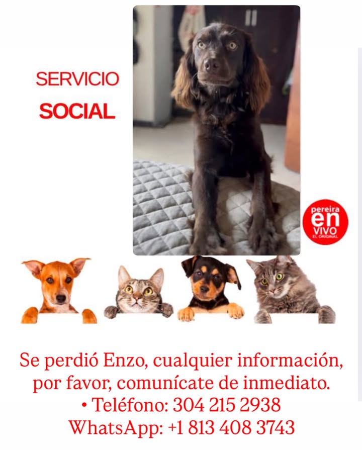 Perro perdido en Pereira 
