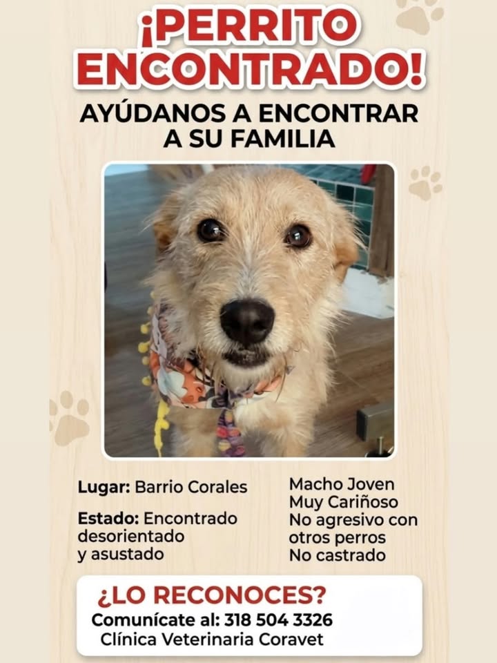 Perrito encontrado en Pereira 