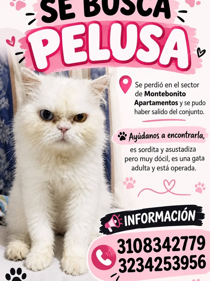 Gato perdido en Montebonito, Pereira 
