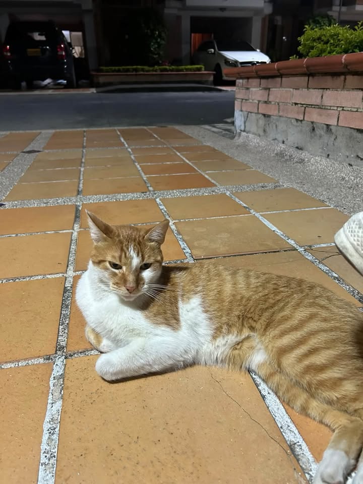 Gato perdido en Dosquebradas, Risaralda 