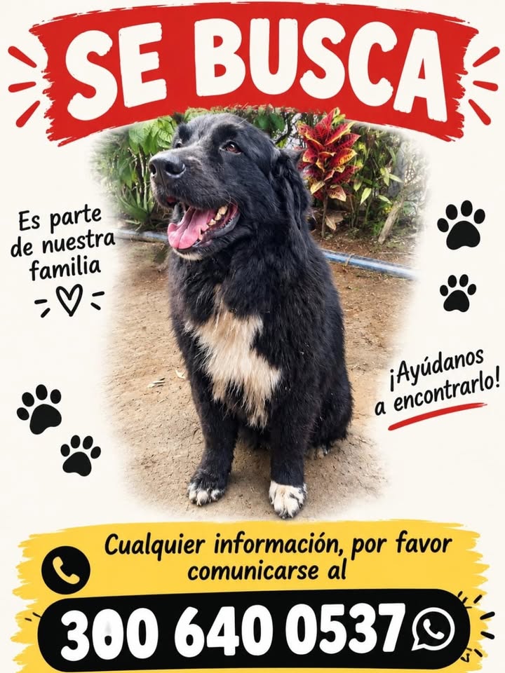 Se busca perro en Pereira, Risaralda 