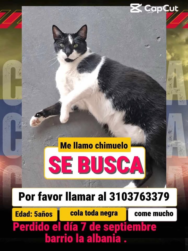 Gato Negro y Blanco Perdido en Pereira 