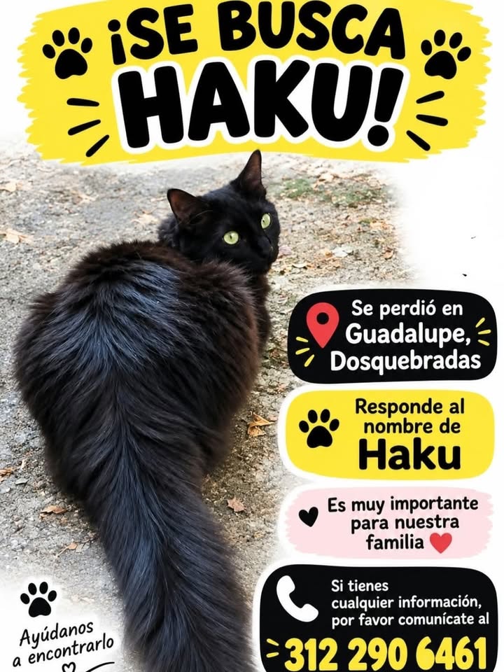Busca de Haku en Dosquebradas 