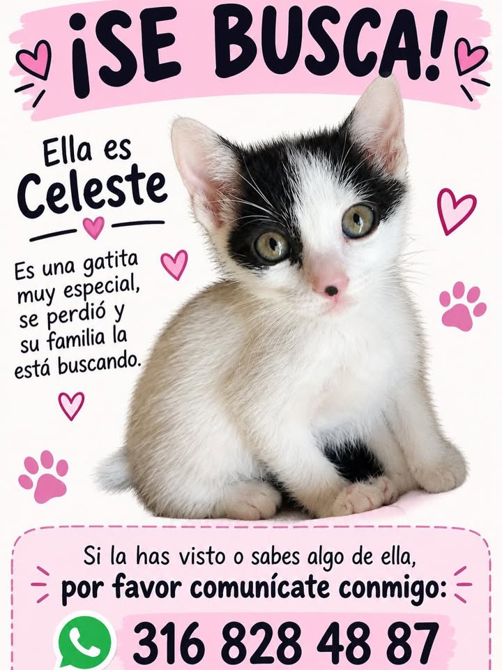 Gatita Celeste Perdida en Pereira 