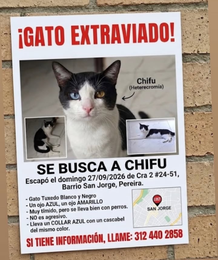 Gato Extraviado Chifu en Pereira 