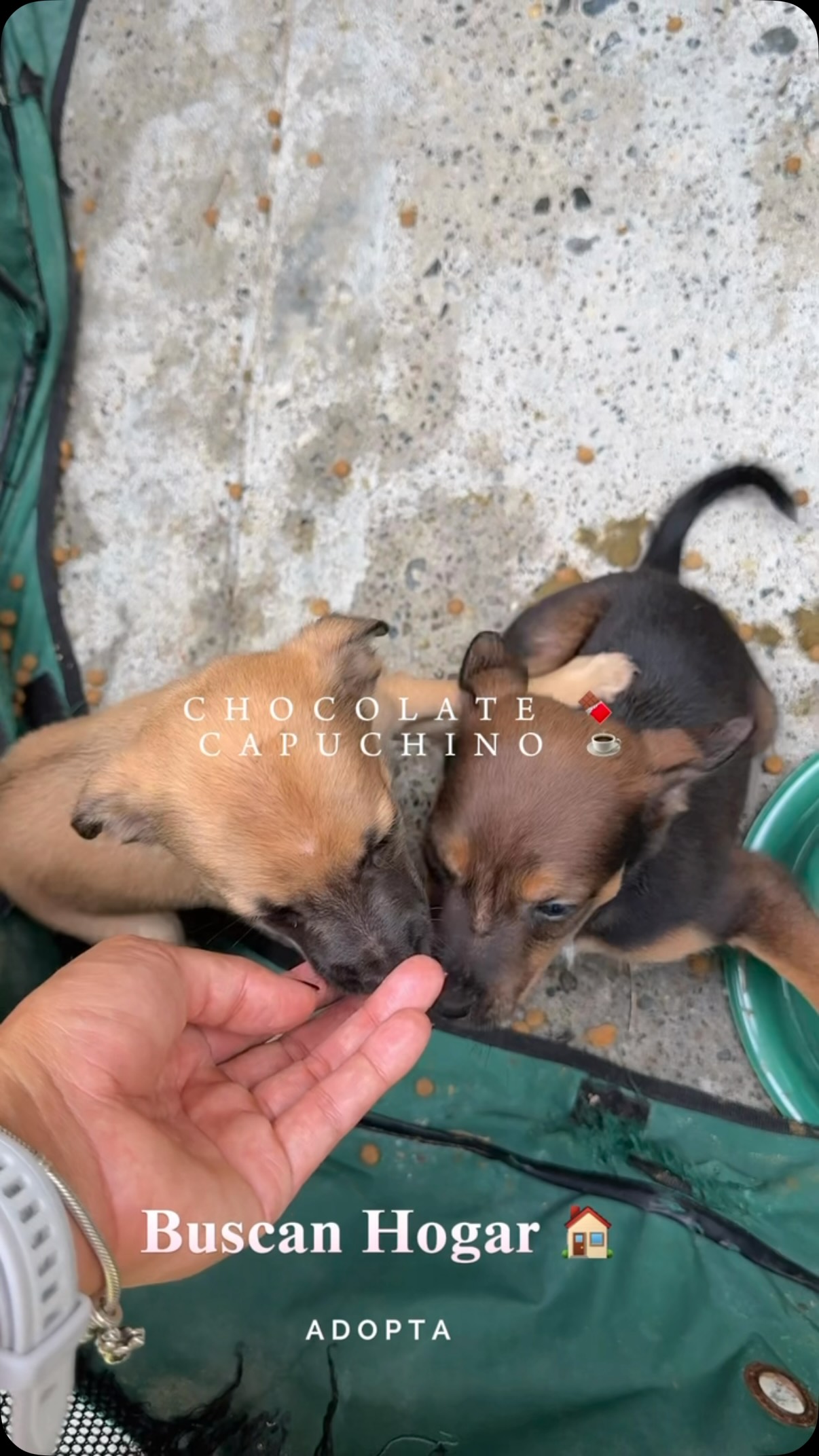Cachorros buscan hogar en Cartago, Valle 
