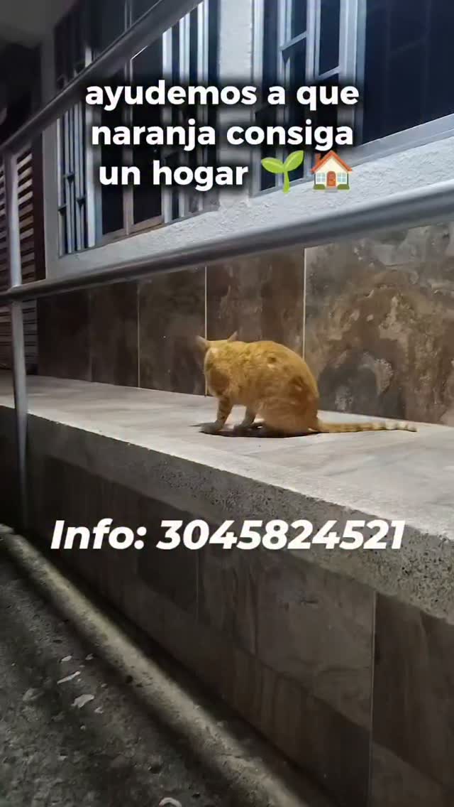 Gato Naranja en Adopción en Pereira 