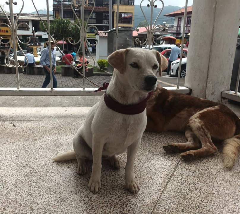 Perro perdido en Neira, Caldas 