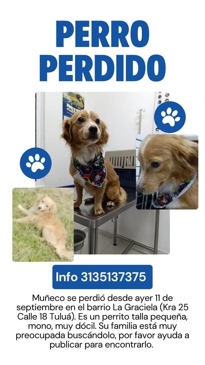 Perro perdido en Tuluá, Valle 