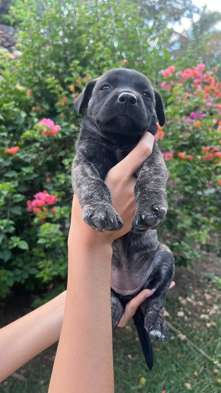 Adopción de dos hermosas hembras en Tuluá, Valle 