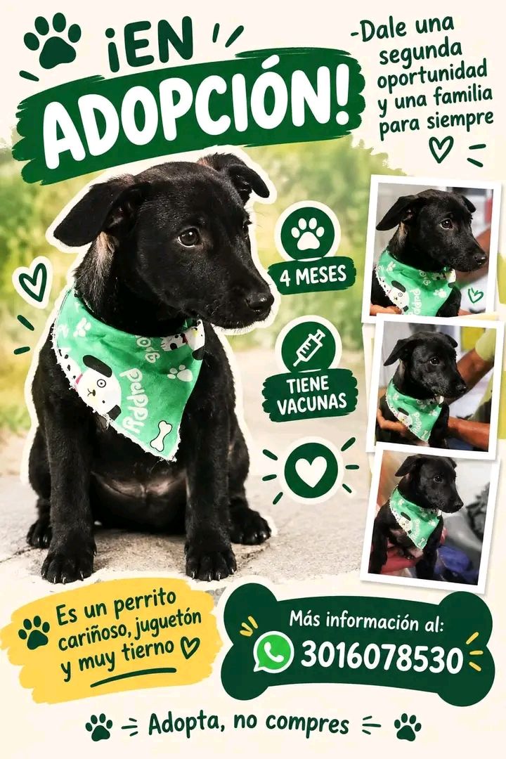 Perro en Adopción en Tuluá 
