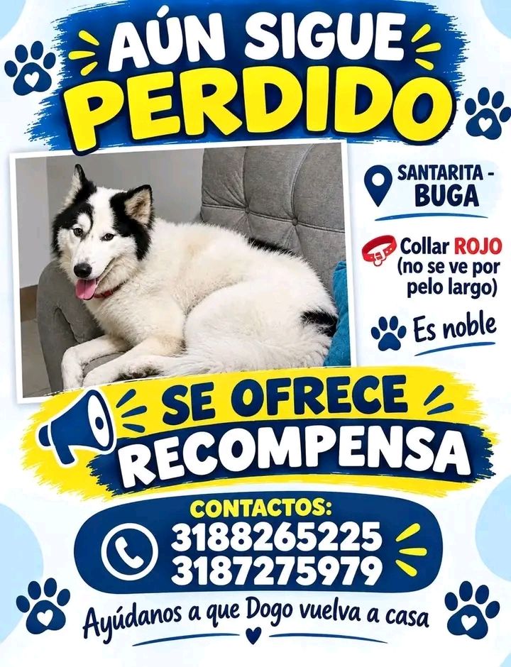 Perro Dogo Perdido en Tuluá Valle 