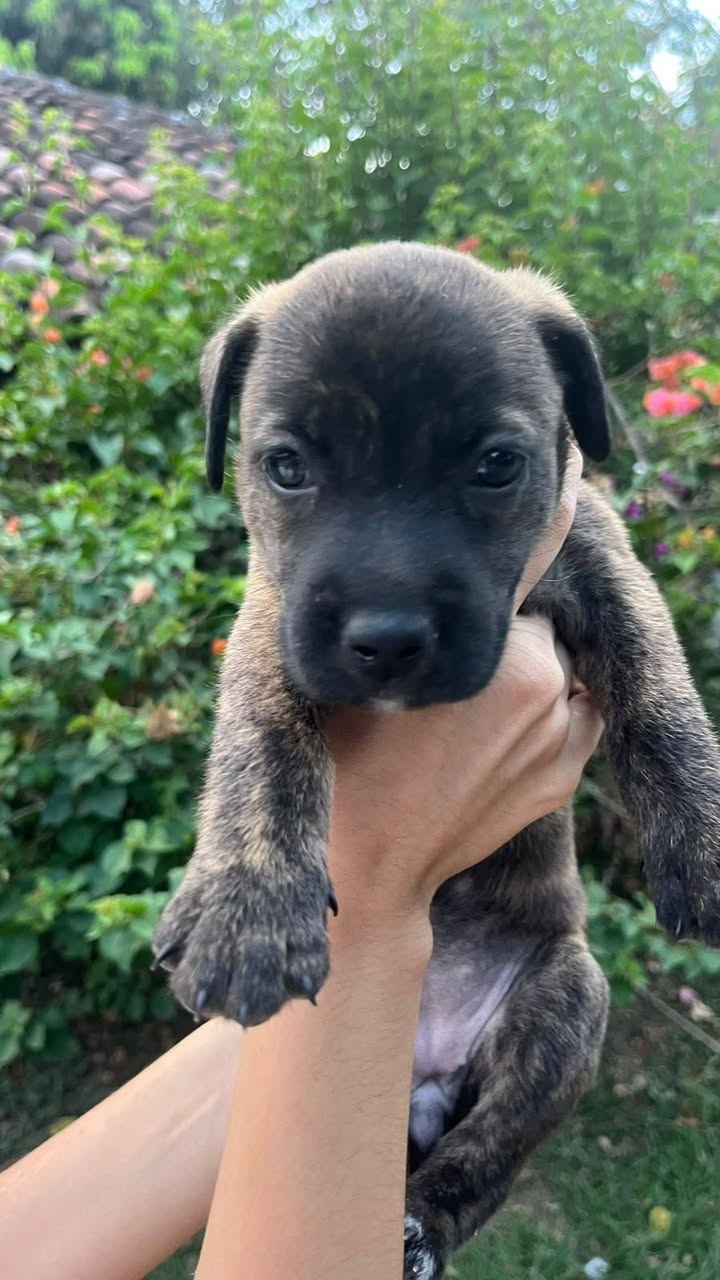 Adopción de dos hermosas hembras en Tuluá, Valle 