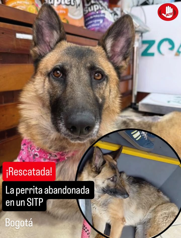 Perrita abandonada en SITP rescatada y en proceso de adopción en Bogotá 
