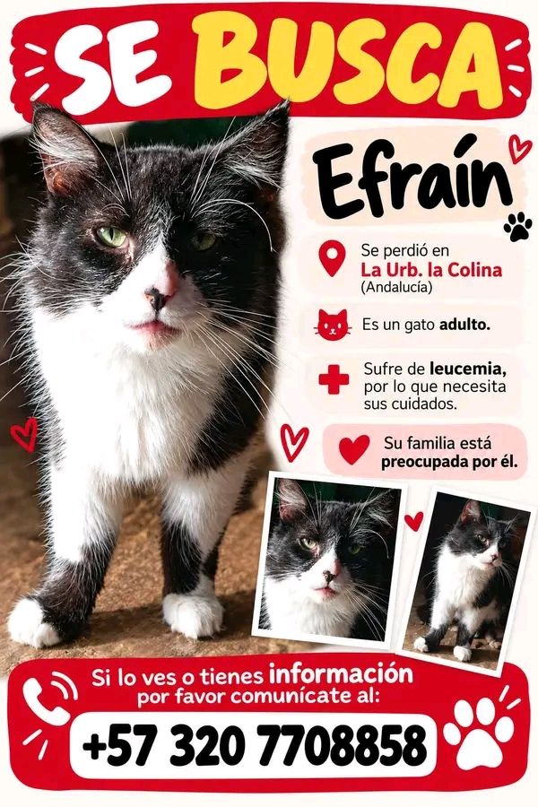 Gato Efraín perdido en Tuluá 