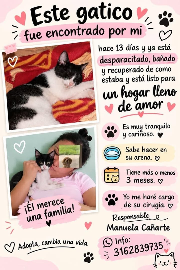 Gatito encontrado en Tuluá, Valle 