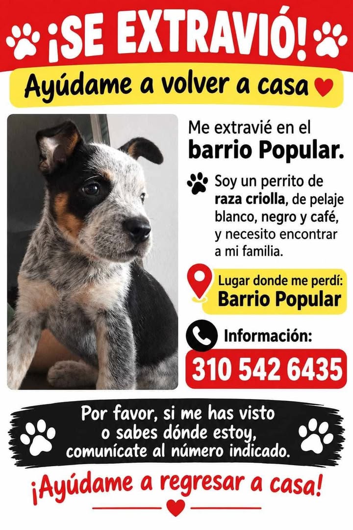 Perro perdido en Tuluá, Valle 