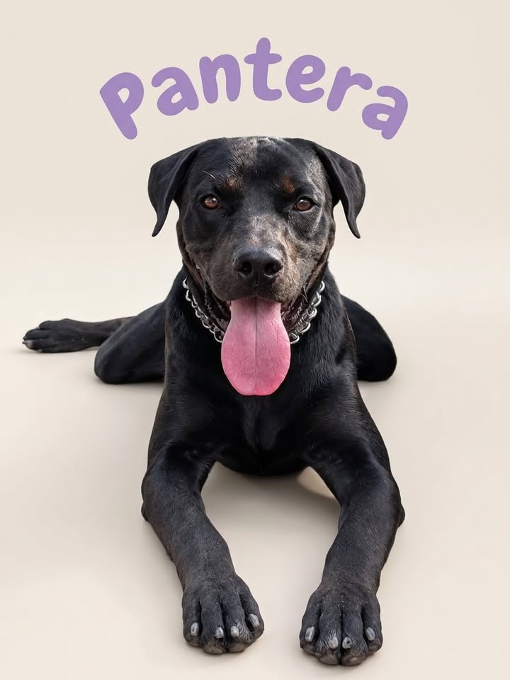 Adopta a Pantera, un perro Rottweiler joven y juguetón en Cartago 