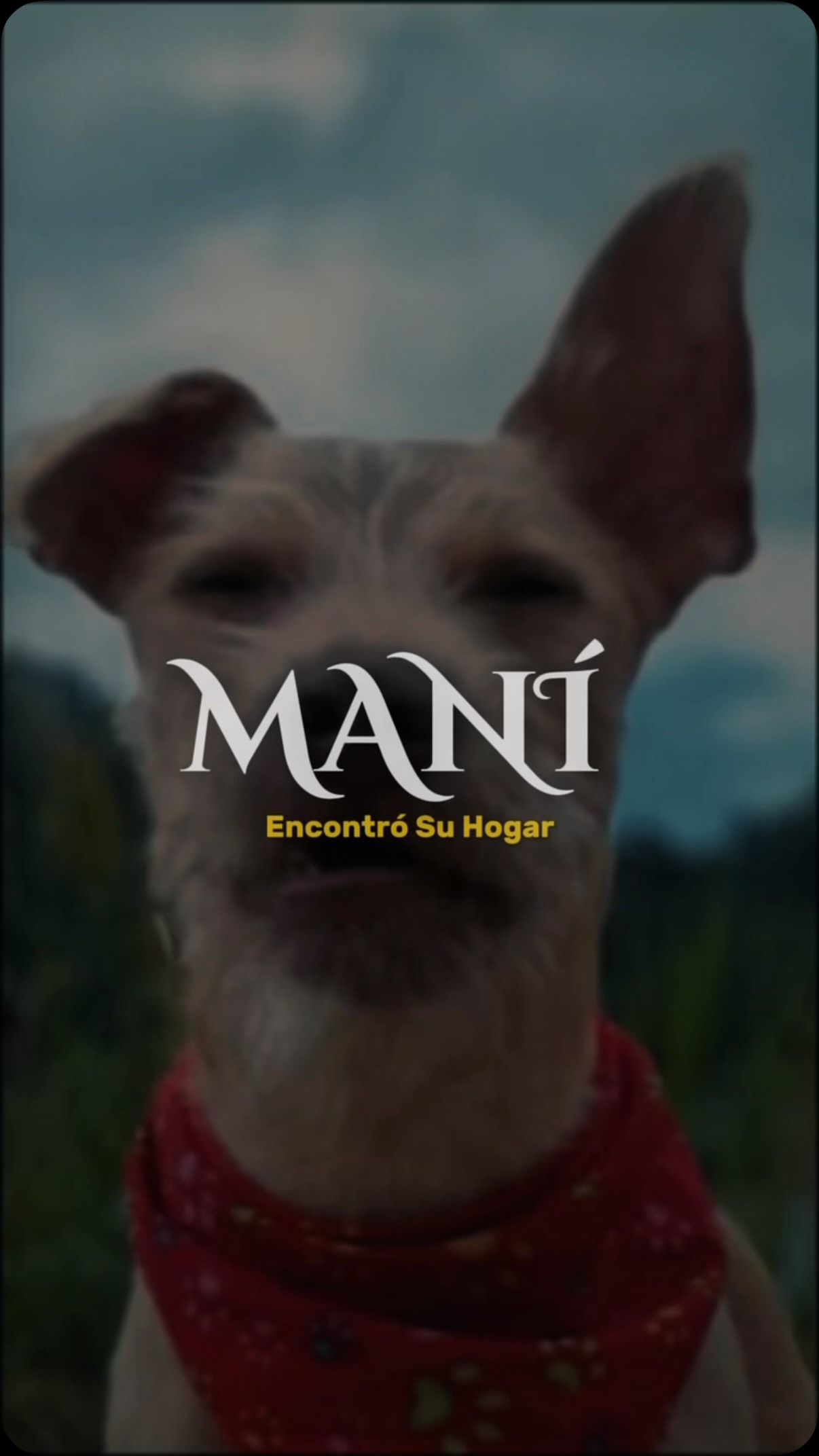 Mascota Encontrada en Cartago, Valle 