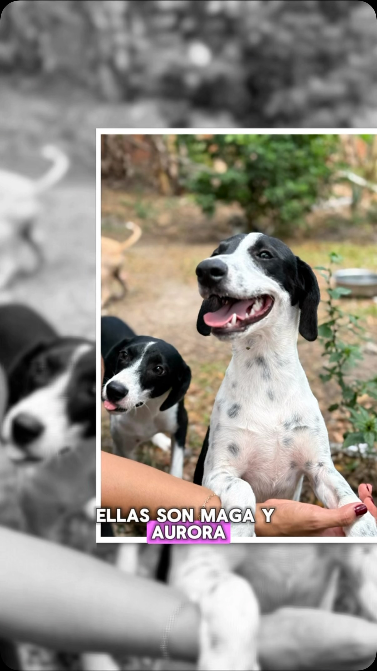 Perros mestizos en adopción en Cartago 