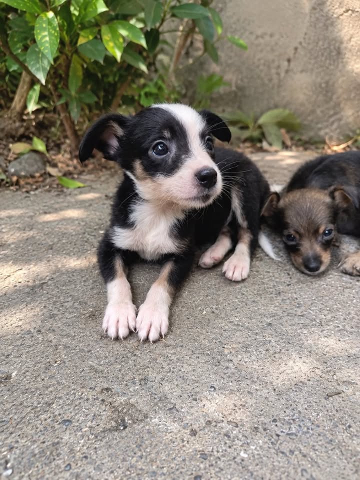 Cachorros en adopción responsable en Pereira, Risaralda 