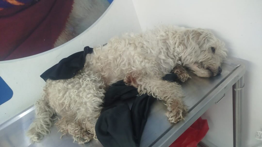 Perrito atropellado en Pereira, Risaralda 
