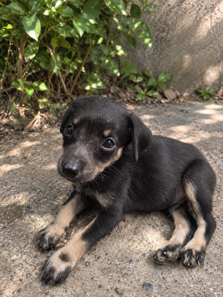 Cachorros en adopción responsable en Pereira, Risaralda 