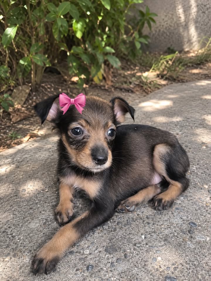 Cachorros en adopción responsable en Pereira, Risaralda 