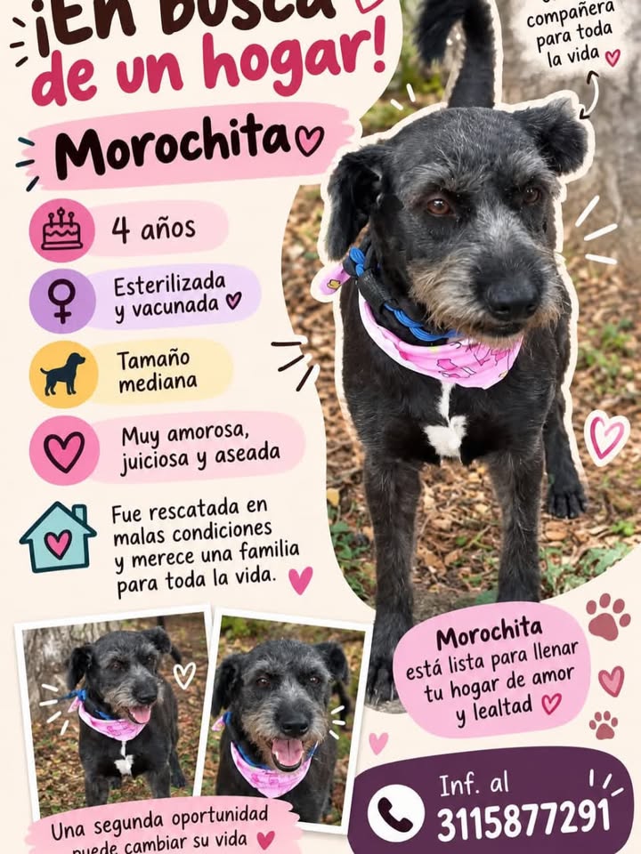 Adopción de Morochita, perra de 4 años en Pereira 