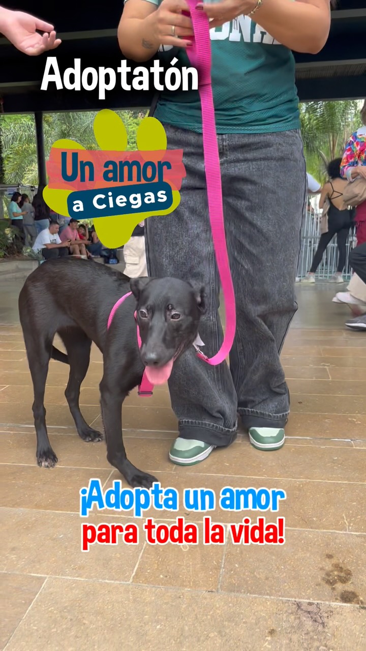 Adopta un perro o gato en Medellín y dale un hogar para toda la vida 
