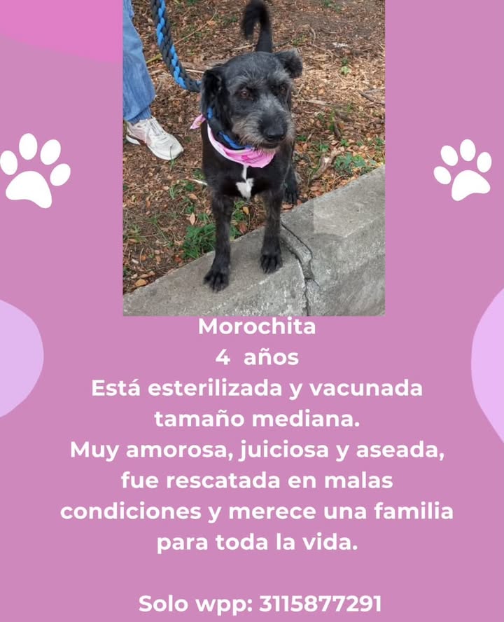 Adopción de Morochita, perra esterilizada y vacunada 