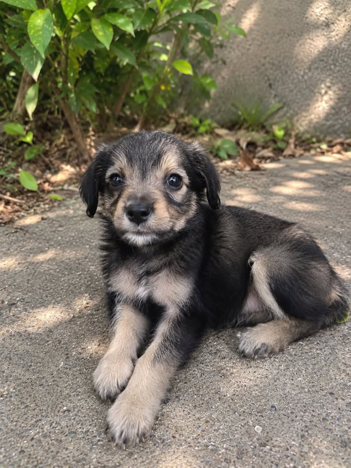 Cachorros en adopción responsable en Pereira, Risaralda 