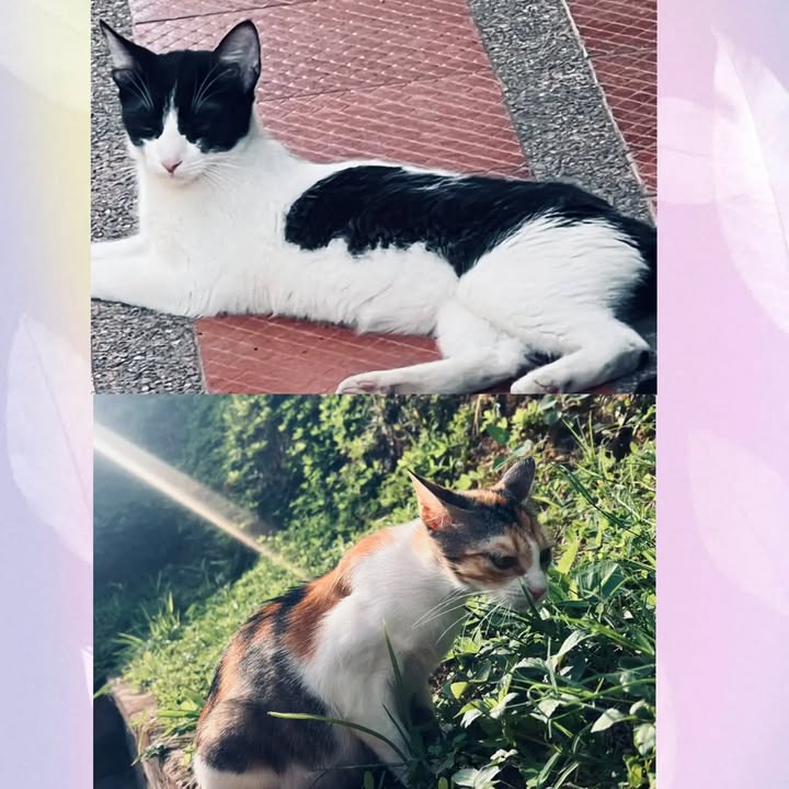 Gato blanco y negro perdido en Pereira, Risaralda 