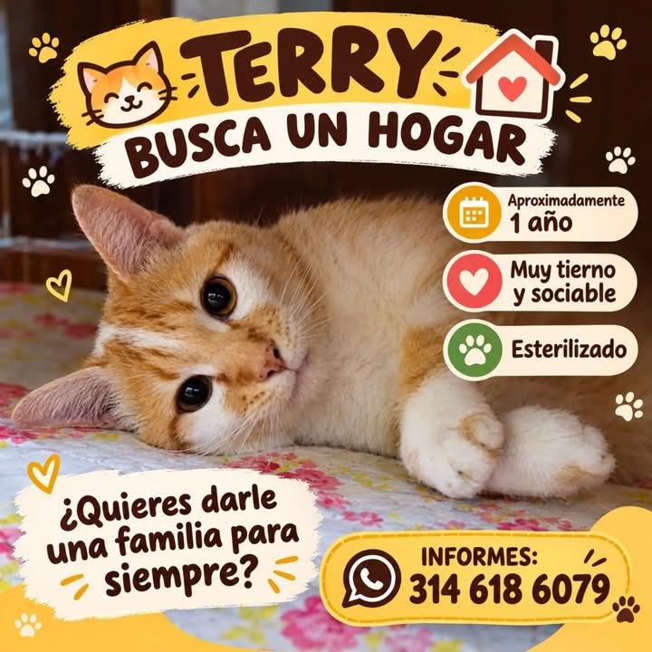Terry busca un hogar en Pereira 