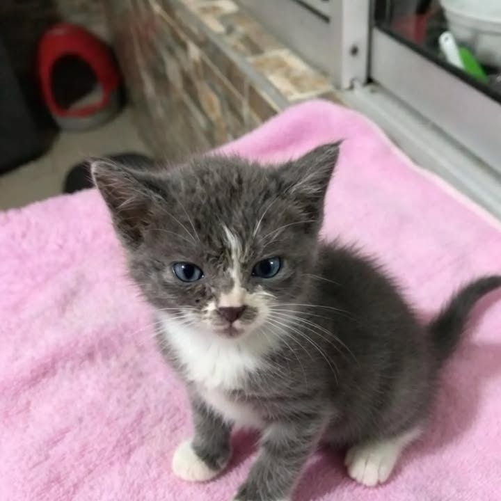 Gatos en adopción en Pereira 